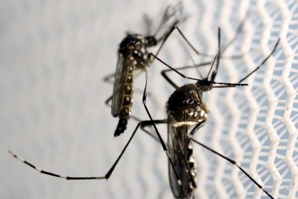 Anvisa autoriza Butantan a produzir vacina contra chikungunya