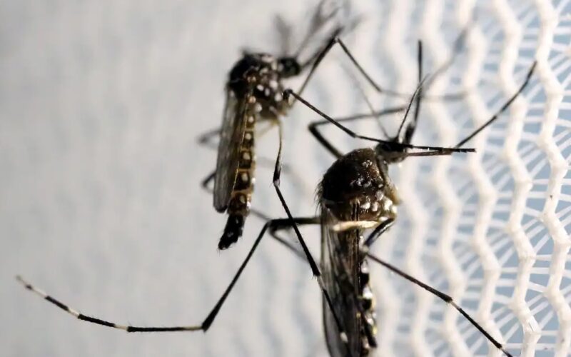Anvisa autoriza Butantan a produzir vacina contra chikungunya