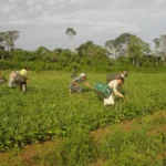 Agricultura familiar: 10 mil pessoas alimentam o DF