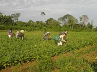 Agricultura familiar: 10 mil pessoas alimentam o DF